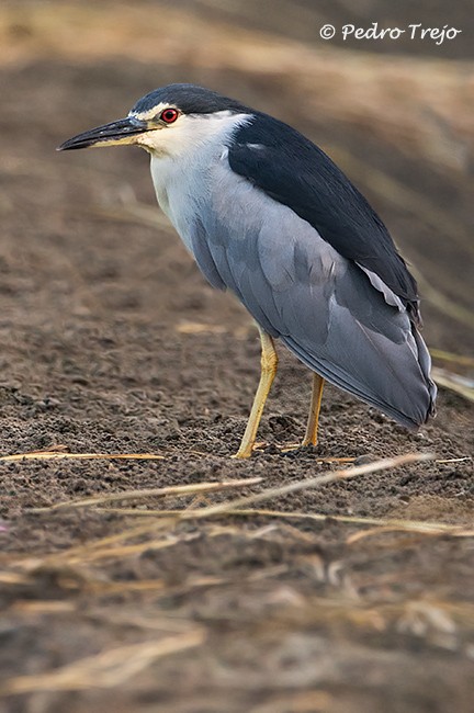 Martinete (Nycticorax nycticorax)